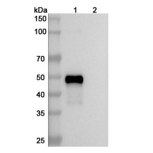 Anti-Human CD37/TSPAN26 Antibody (SAA0012) Anti-Human CD37/TSPAN26 Antibody (SAA0012)