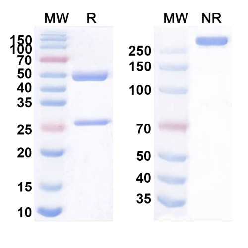 Anti-Human CD3E Antibody (TRX4) Anti-Human CD3E Antibody (TRX4)