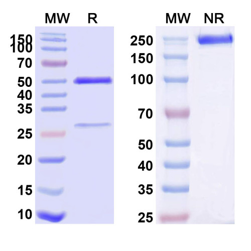 Anti-Human CD55 Antibody (TS55)