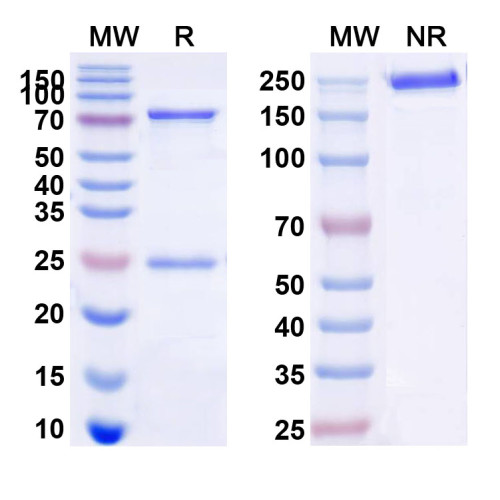 Anti-Human CD58/LFA3 Antibody (SAA0027) Anti-Human CD58/LFA3 Antibody (SAA0027)