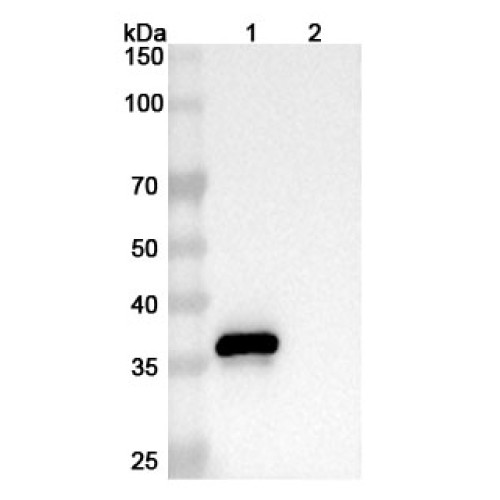 Anti-Human CD9 Antibody (SAA0003) Anti-Human CD9 Antibody (SAA0003)