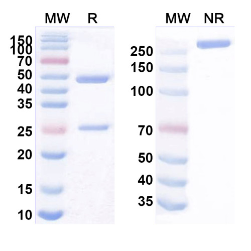 Anti-Human CLDN1/Claudin-1 Antibody (6F6C3) Anti-Human CLDN1/Claudin-1 Antibody (6F6C3)