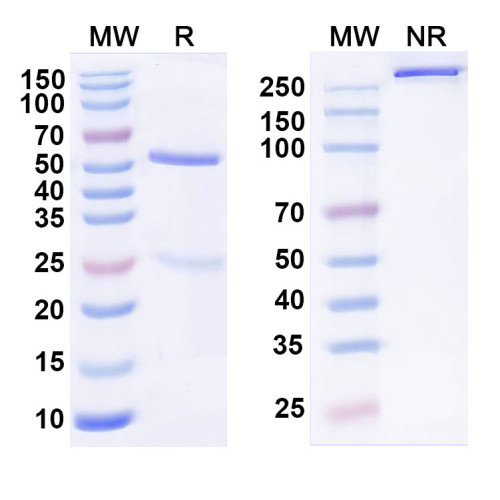 Anti-Human CSPG5 Antibody (SAA0763)
