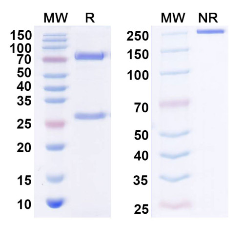 Anti-Human FGF19 Antibody (SAA0439)
