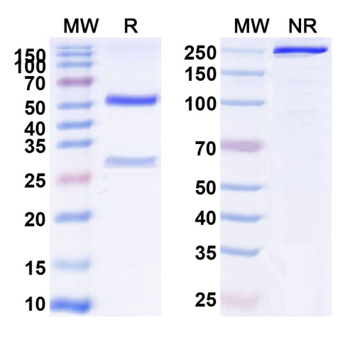 Anti-Human FOLR1 Antibody (SAA0118)