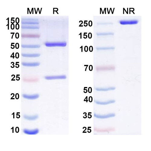 Anti-Human GPA33 Antibody (Ab1)