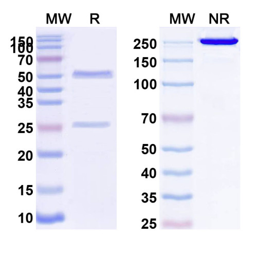 Anti-Human GUCY2C Antibody (SAA0124) Anti-Human GUCY2C Antibody (SAA0124)