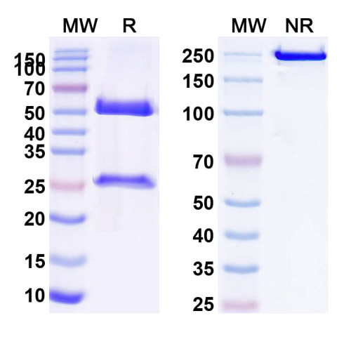 Anti-Human HLA-DQ Monomorphic Antibody (1a3) Anti-Human HLA-DQ Monomorphic Antibody (1a3)