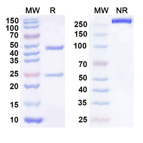 Anti-Human HS6ST2 Antibody (SAA1430)