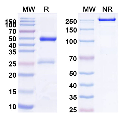 Anti-Human IL1RL1/ST2 Antibody (11A11)