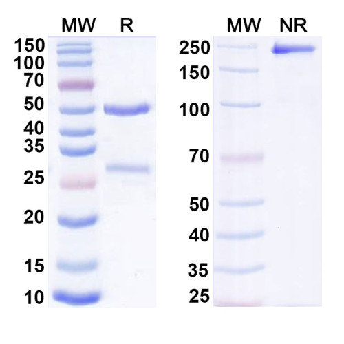 Anti-Human MICA Antibody (1D5) Anti-Human MICA Antibody (1D5)