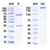Anti-Human MSLN/Mesothelin Antibody (SS1) Anti-Human MSLN/Mesothelin Antibody (SS1)