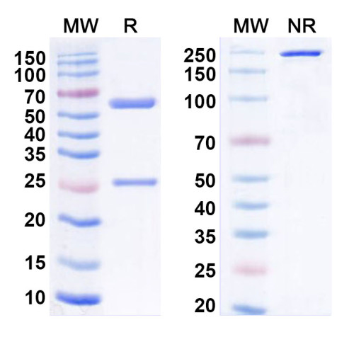 Anti-Human MSLN/Mesothelin Antibody (m912)