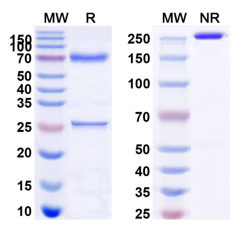 Anti-Human MUC16/CA125 Antibody (3D5) Anti-Human MUC16/CA125 Antibody (3D5)