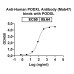 Anti-Human PODXL Antibody (Mab47)