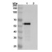 Anti-Human PODXL Antibody (Mab47)