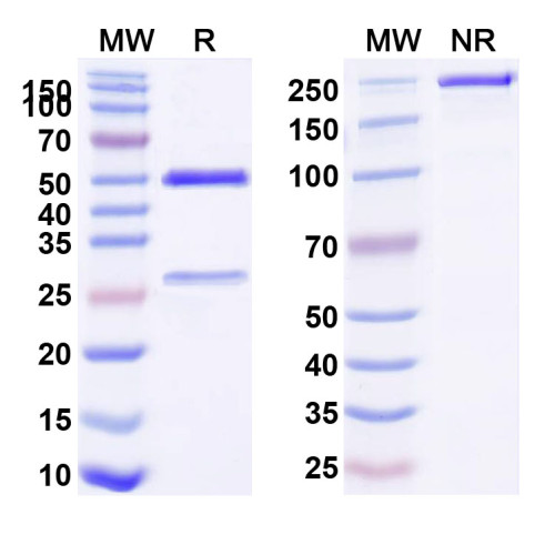 Anti-Human PRLR Antibody (h16f)