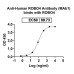 Anti-Human ROBO4 Antibody (MAb1) Anti-Human ROBO4 Antibody (MAb1)