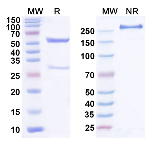 Anti-Human VEGFA Antibody (SAA0446)