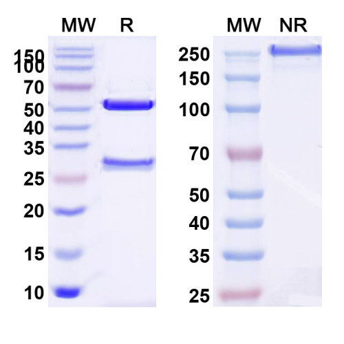Anti-Human VSIR/VISTA Antibody (SAA0172) Anti-Human VSIR/VISTA Antibody (SAA0172)