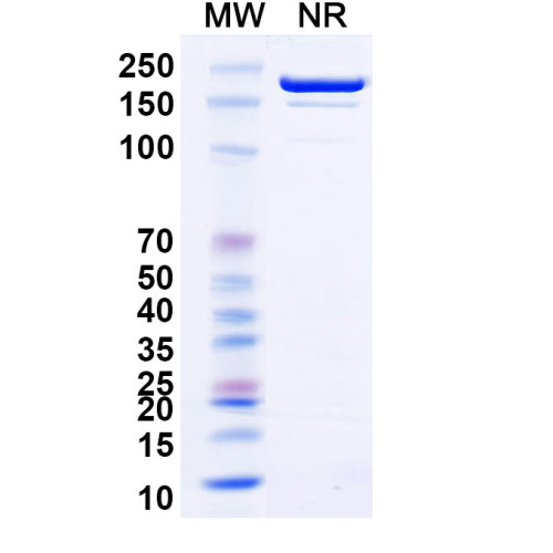 Anti-Mouse CD100/SEMA4D Antibody (SAA0332)
