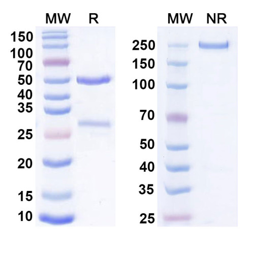 Anti-Mouse CD207 Antibody (2G3k) Anti-Mouse CD207 Antibody (2G3k)
