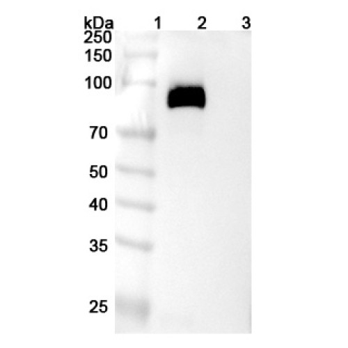 Anti-Mouse CD230 Antibody (POM1)