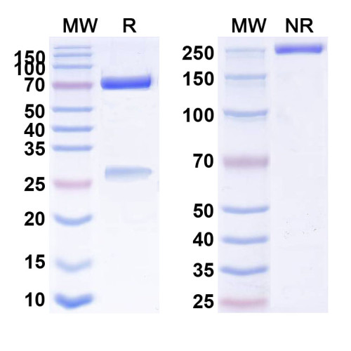 Anti-Mouse CD26/DPP4 Antibody (K9/9) Anti-Mouse CD26/DPP4 Antibody (K9/9)