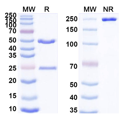 Anti-Mouse CD304/NRP1/NRP2 Antibody (YW68.11.26) Anti-Mouse CD304/NRP1/NRP2 Antibody (YW68.11.26)