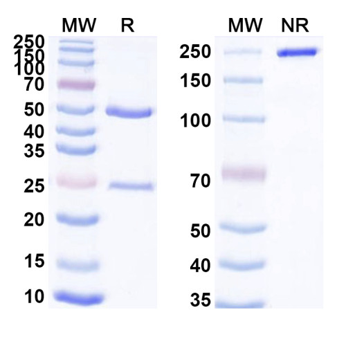 Anti-Mouse CD360/IL21R Antibody (SAA0483) Anti-Mouse CD360/IL21R Antibody (SAA0483)