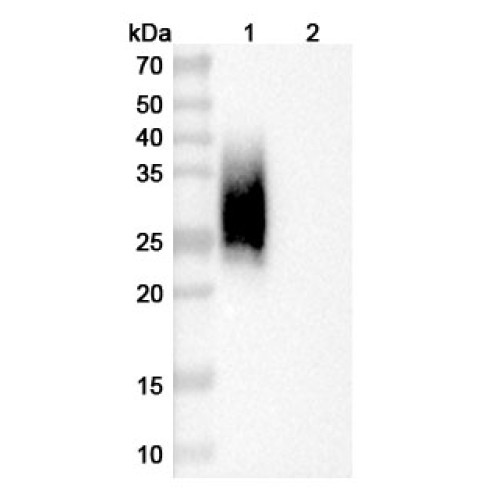 Anti-Mouse CD47/MER6 Antibody (A4)