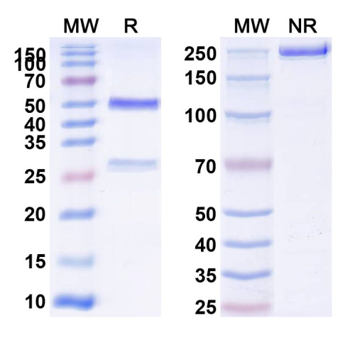 Anti-Mouse CD51/ITGAV & ITGB6 Antibody (6.2B10)