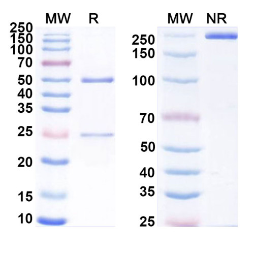 Anti-Mouse CD96 Antibody (SAA0311) Anti-Mouse CD96 Antibody (SAA0311)