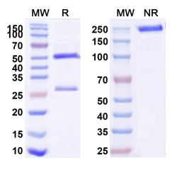 Anti-Mouse TCR Vγ 3 Antibody (536) Anti-Mouse TCR Vγ 3 Antibody (536)