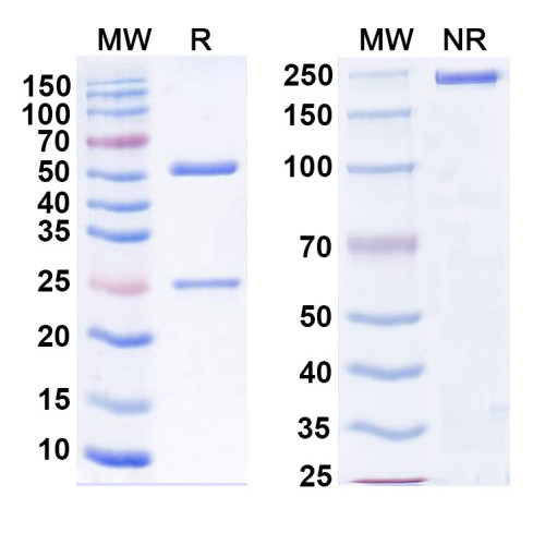 Anti-Mycobacterium tuberculosis acp-1 Antibody (SAA2175)