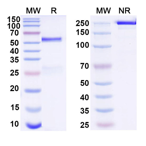 Anti-Staphylococcus aureus Protein A/SPA Antibody (SAA1452)
