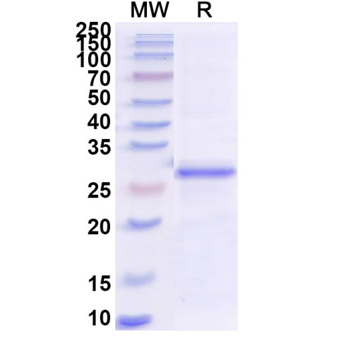 BVDV E(rns)/gp44/48 Recombinant Protein (N-His) BVDV E(rns)/gp44/48 Recombinant Protein (N-His)