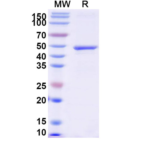 Human EGFR/ERBB1/HER1 Recombinant Protein (N-His)