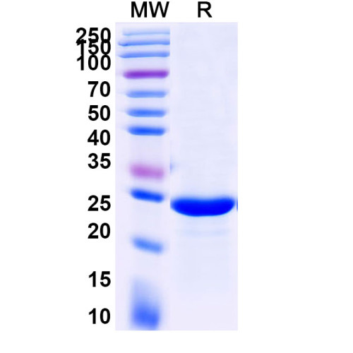 Human IL7 Recombinant Protein (C-His) Human IL7 Recombinant Protein (C-His)