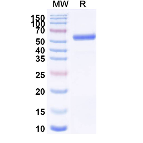 VSIV G protein/Glycoprotein G Recombinant Protein (C-Strep)