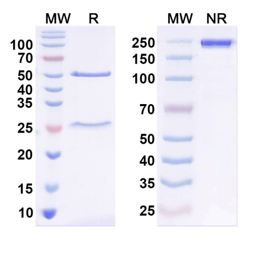 Anti-ASIC1 Antibody (N271/24) Anti-ASIC1 Antibody (N271/24)