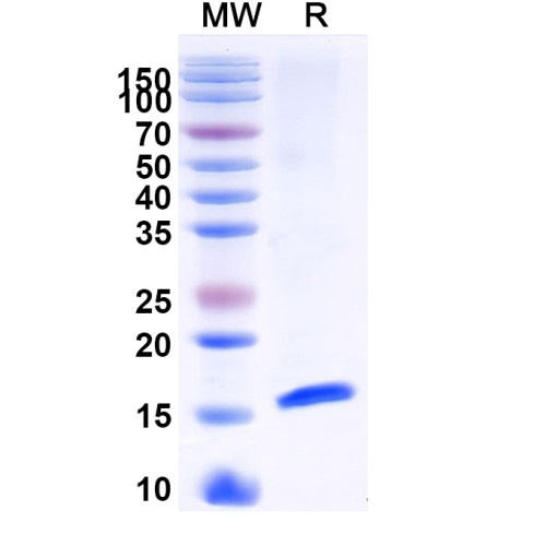Anti-Alternaria species Tenuazonic acid Nanobody (3B8) Anti-Alternaria species Tenuazonic acid Nanobody (3B8)