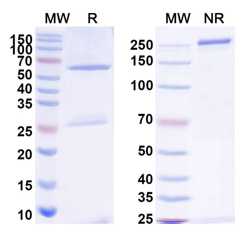 Anti-Bacillus anthracis PAD2 Antibody (F20G75) Anti-Bacillus anthracis PAD2 Antibody (F20G75)