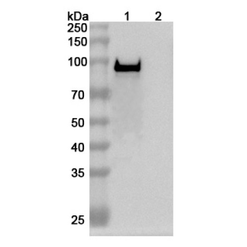 Anti-Bacillus anthracis PA/pagA/PA-83 Antibody (SAA1376)