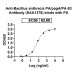 Anti-Bacillus anthracis PA/pagA/PA-83 Antibody (SAA1376)