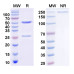 Anti-Bacillus anthracis PA/pagA/PA-83 Antibody (SAA1376)