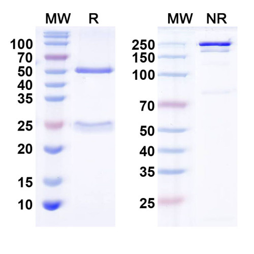 Anti-Bral1 Antibody (N364/42) Anti-Bral1 Antibody (N364/42)