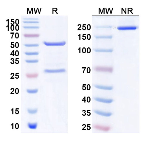 Anti-CDV Protein N/Nucleoprotein Antibody (SAA0844) Anti-CDV Protein N/Nucleoprotein Antibody (SAA0844)