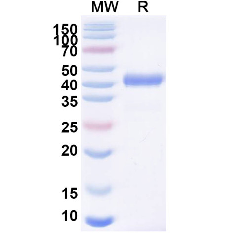 Anti-CSFV Glycoprotein E2 Antibody (SAA2221) Anti-CSFV Glycoprotein E2 Antibody (SAA2221)