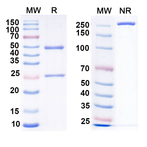 Anti-CXCR2 Antibody (N146/19)
